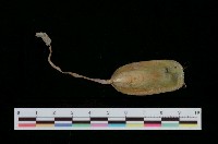 藏品(鴨嘴海豆芽)的圖片